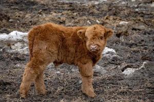 Highlander scotland hairy baby newborn calf photo