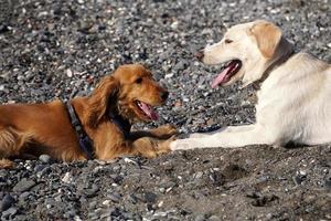 Cachorro de perros jóvenes jugando en la playa spaniel cocker y retriver foto