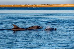common dolphin jumping outside the ocean photo