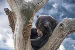 malayan sun bear portrait while relaxing photo