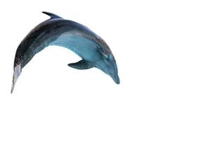 bottlenose dolphin isolated on white photo