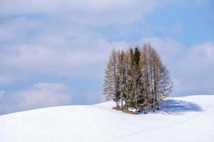 dolomites snow panorama big landscape tree pines photo