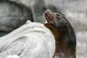 retrato femenino de león marino sudamericano foto