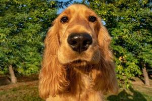 puppy dog cocker spaniel portrait on grass photo