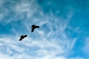 Two crow silhouette in the painted blue mountain sky photo