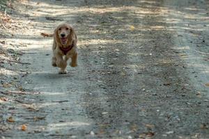 Cachorro de perro cocker spaniel corriendo sobre el césped foto