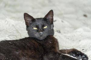 black cat yellow eyes on the sandy beach photo