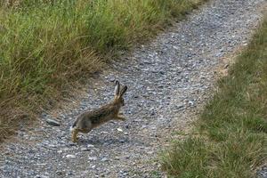 liebre jack conejo corriendo hacia ti foto