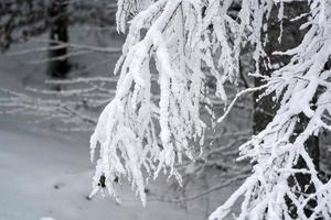 bosque mientras nieva en invierno foto