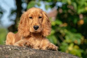 Cachorro de perro cocker spaniel retrato sobre el césped foto