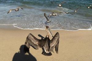 muchas aves pelícanos gaviota en baja california sur playa punta lobos foto