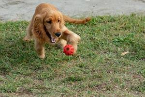 Cachorro de perro cocker spaniel jugando con pelota foto