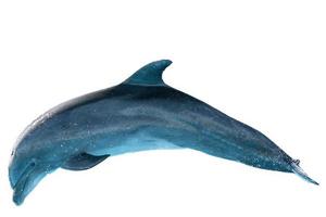 delfín nariz de botella aislado en blanco foto