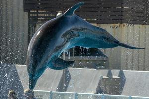 Dolphinarium aquarium dolphin in show photo