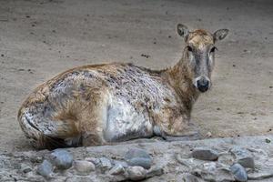 Pere David deer portrait photo