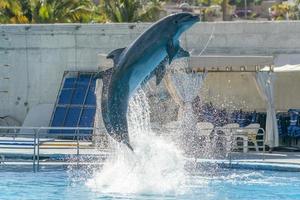 Dolphinarium aquarium dolphin in show photo