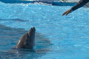 Dolphinarium aquarium dolphin in show photo