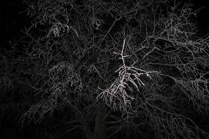 Forest while snowing in winter at night photo