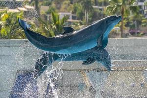 Dolphinarium aquarium dolphin in show photo