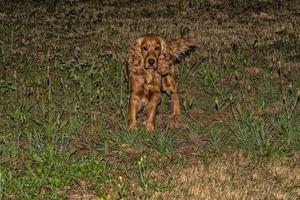 happy puppy dog cocker spaniel on grass at night photo