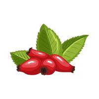 rosehip rose hip cartoon vector illustration