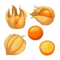 physalis naranja fruta fresca conjunto dibujos animados vector ilustración
