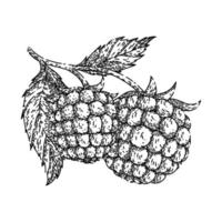 raspberry plant sketch hand drawn vector
