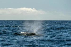 blow of Sperm Whale in atlantic ocean photo