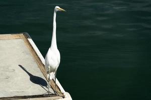 garza garza blanca en el puerto de cabo san lucas baja california sur foto