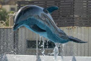 Dolphinarium aquarium dolphin in show photo