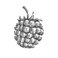 raspberry food sketch hand drawn vector