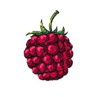 raspberry food sketch hand drawn vector