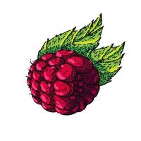 raspberry berry sketch hand drawn vector