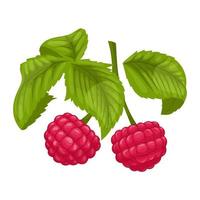 raspberry plant cartoon vector illustration