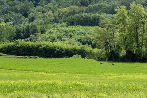 Roe Deer mother and calf while jumping on the grass photo