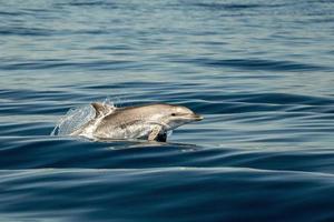 common dolphin jumping outside the ocean photo