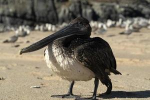 gaviota pelícano muchas aves en la playa de baja california méxico foto