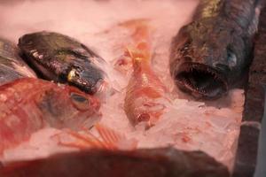 seafood for sale at the market on smoking ice photo