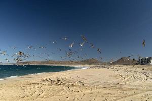 gaviota pelícano muchas aves en la playa de baja california méxico foto