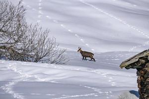 Chamois deer on white snow in winter photo