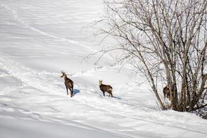 Chamois deer on white snow in winter photo