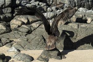 many birds pelicans seagull on baja california sur beach punta lobos photo