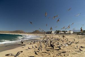 muchas aves pelícanos gaviota en baja california sur playa punta lobos foto