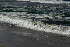 white heron egret on baja california sur beach cherritos photo