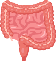 intestino del ser humano. diseño de dibujos animados png