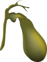 Gallbladder of human . Realistic design . png