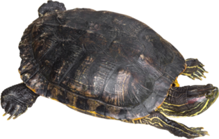 tortuga de orejas rojas trachemys scripta elegans se arrastra y levanta la cabeza png