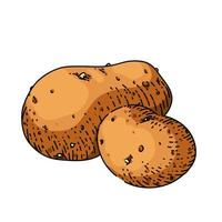 potato vegetable sketch hand drawn vector