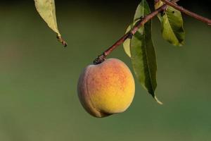 peach fruit hanging from tree isolated on green photo