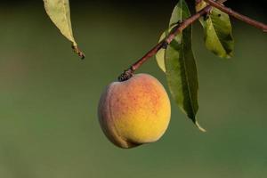 fruta de melocotón colgando de un árbol aislado en verde foto